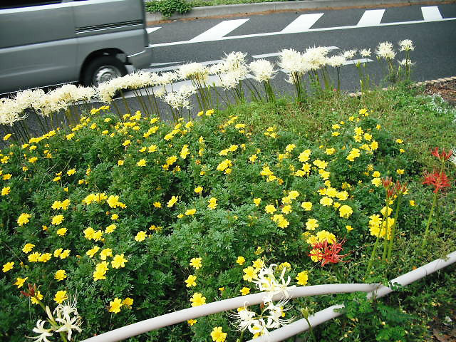 大磯の風景写真・大磯駅前不動産