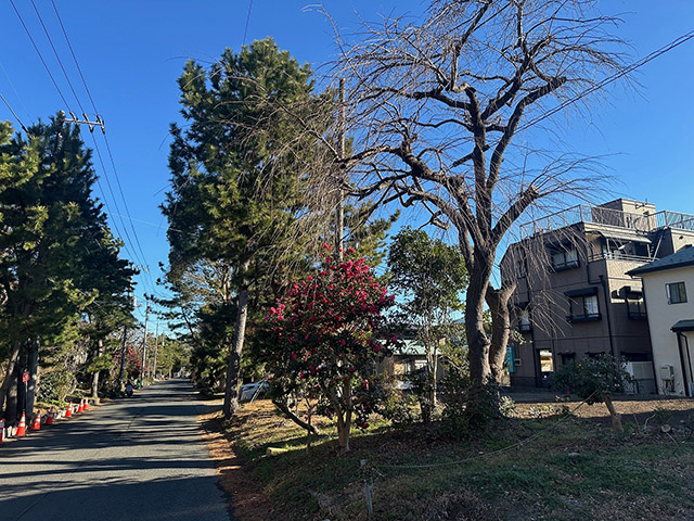 大磯町大磯の土地(売地)